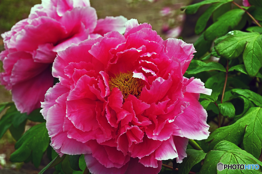 ボタンはいかがでしょうか