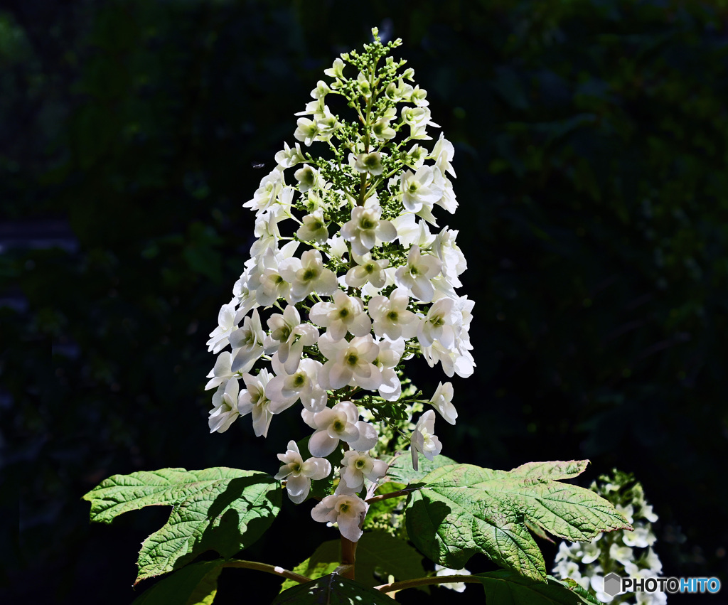 八景島のアジサイ