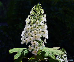 八景島のアジサイ