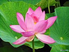 蓮の花はいかがでしょうか。