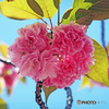 八重桜