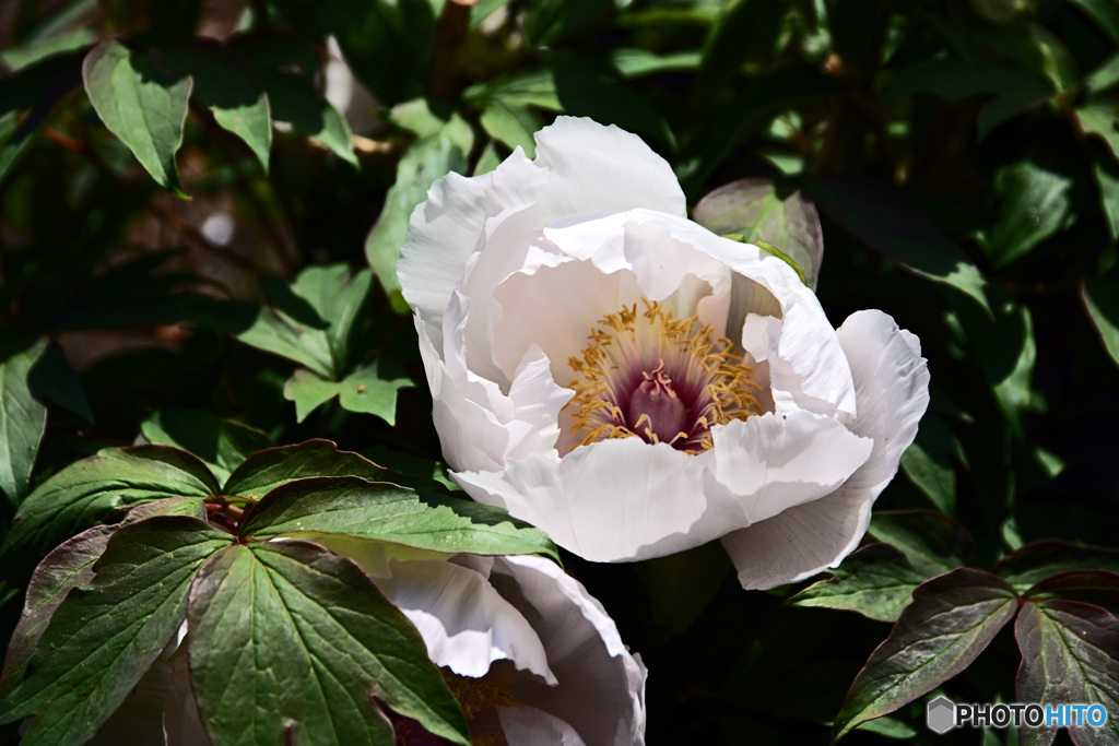 花撮り散歩　ボタン