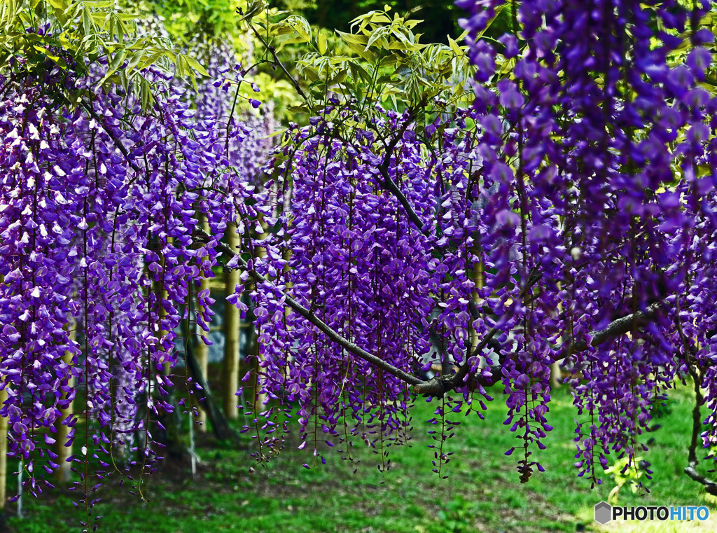 藤の花はいかがでしょうか
