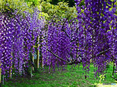 藤の花はいかがでしょうか