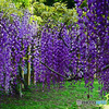 藤の花はいかがでしょうか