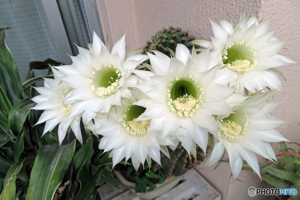 サボテンが今夜咲きました。