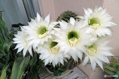 サボテンが今夜咲きました。