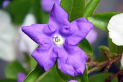 ムラキサ色の花