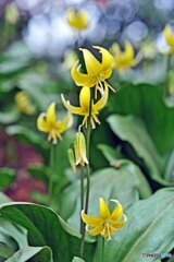 カタクリの花