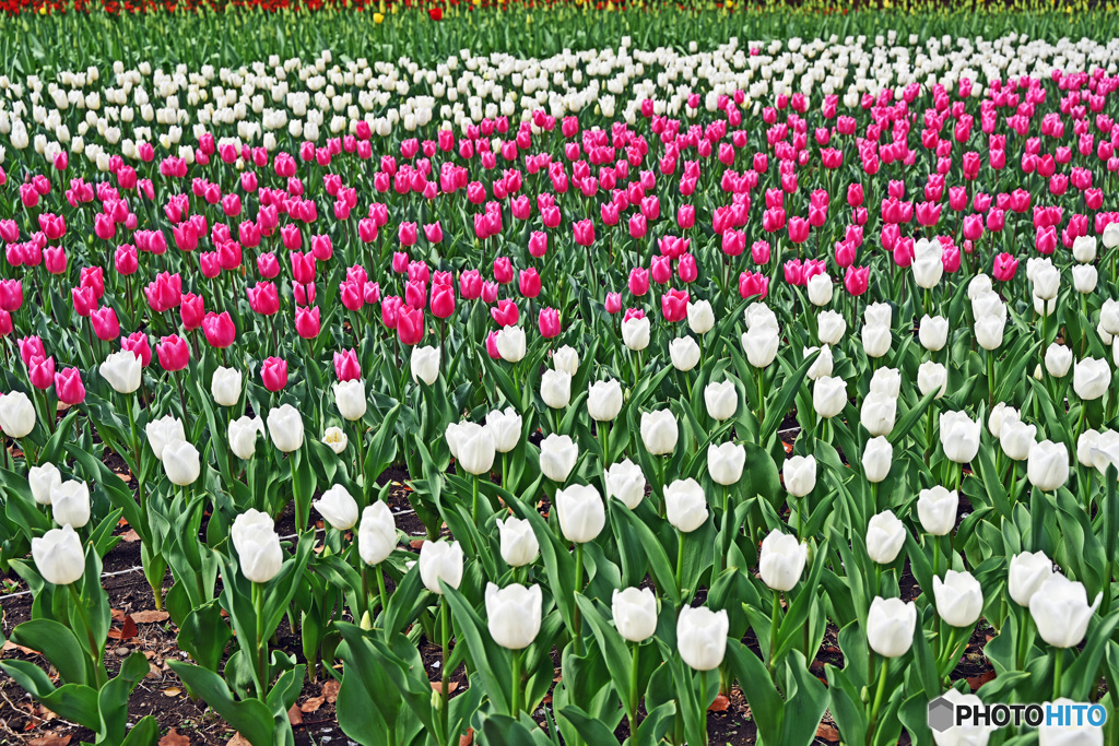 春ですね～チューリップはいかが