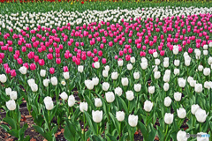 春ですね～チューリップはいかが