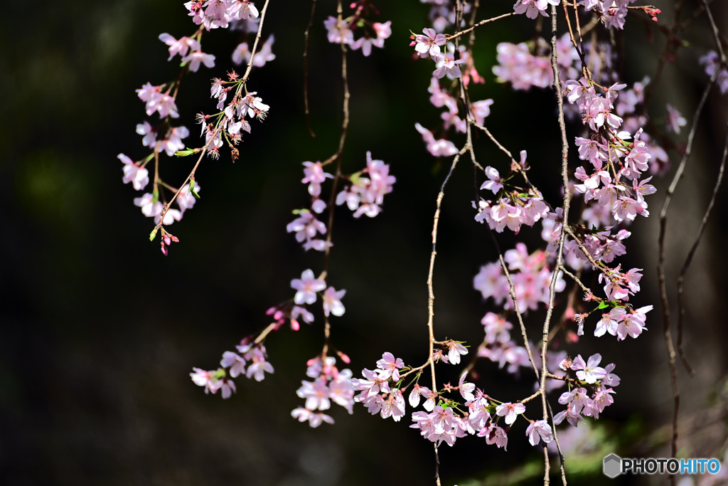 六義園しだれ桜