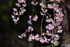 六義園しだれ桜