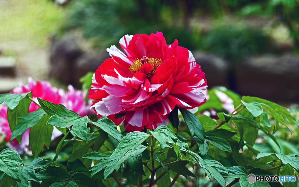ボタンはいかがでしょうか
