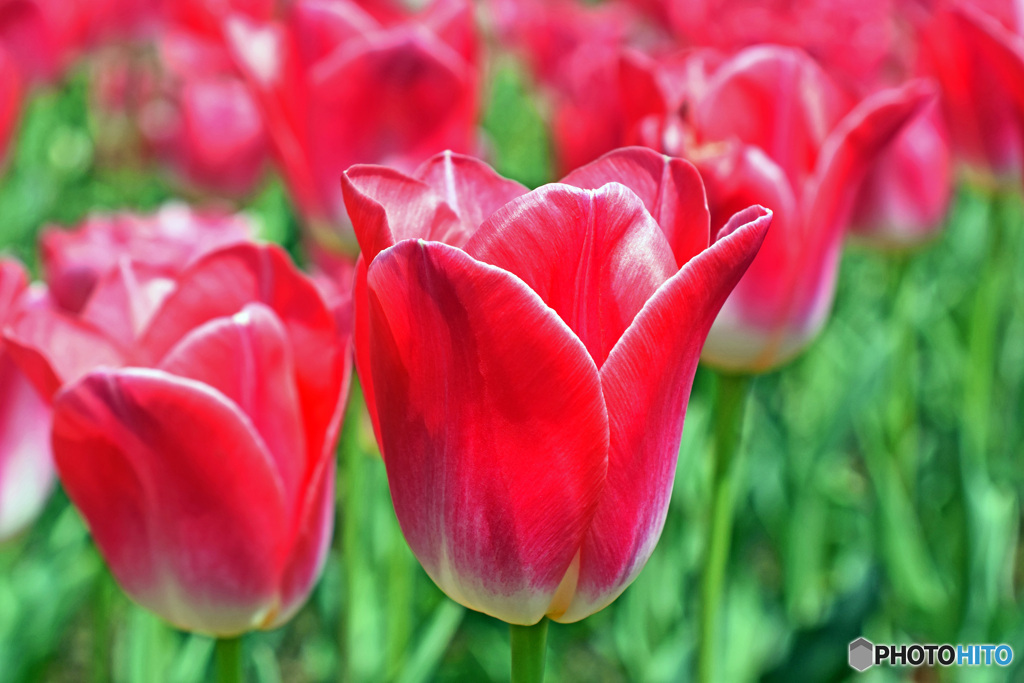 春ですね～チューリップはいかが