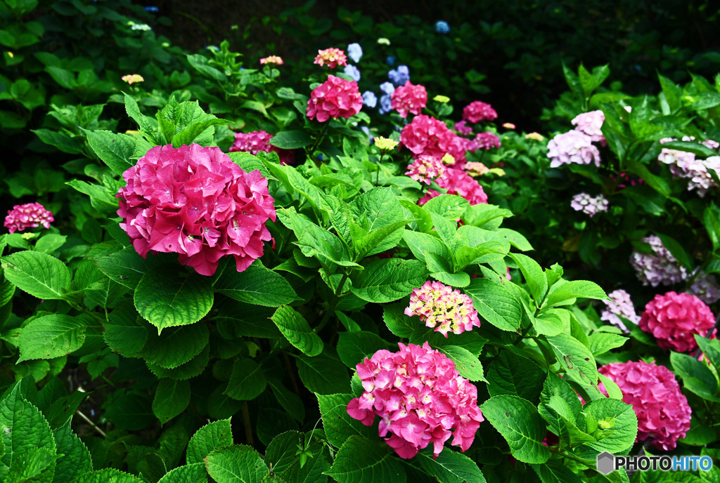 アジサイ