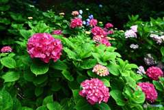 アジサイ