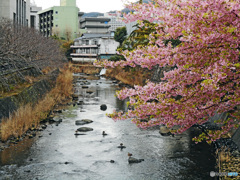 伊東市内スナップ