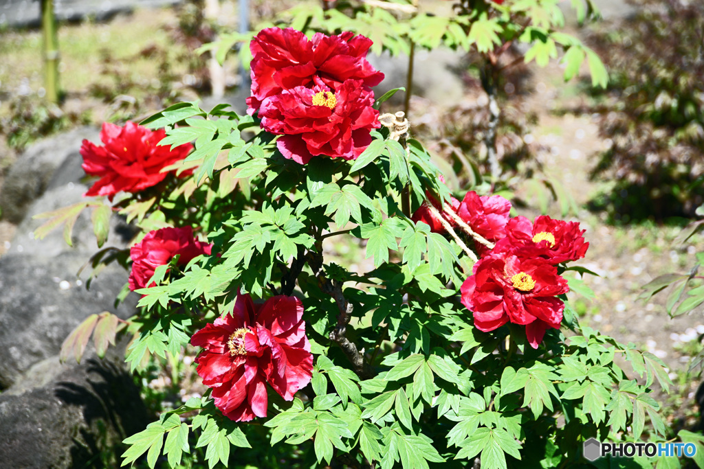 花撮り散歩　ボタン