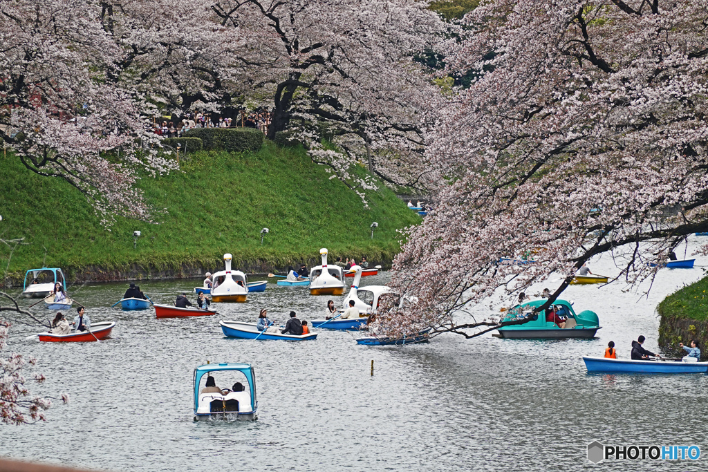 千鳥ヶ淵スナップ