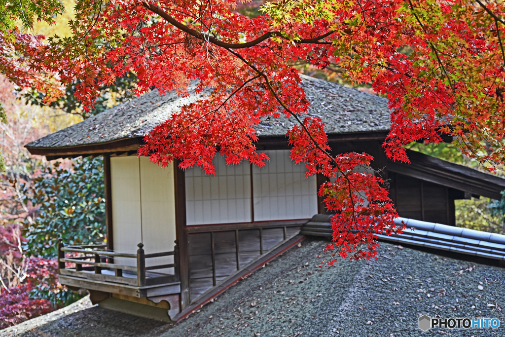 秋の三渓園