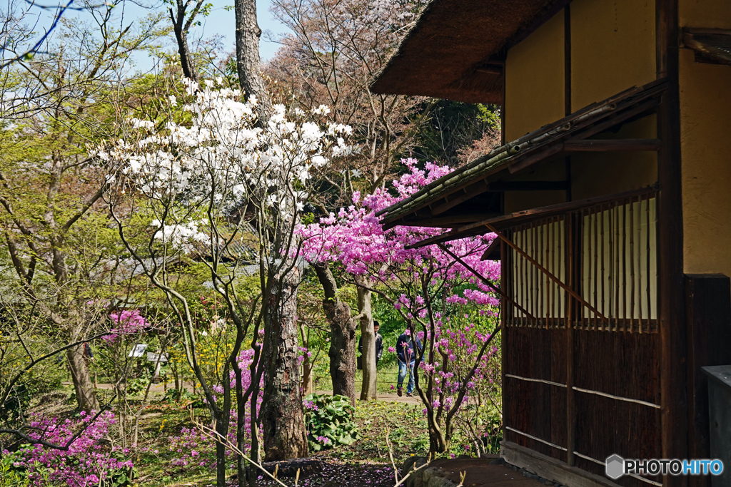 春の三渓園