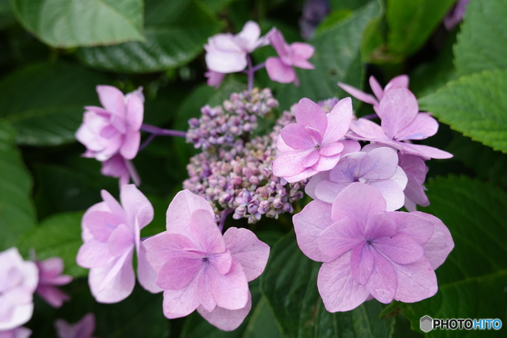 横須賀美術館アジサイ