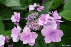 横須賀美術館アジサイ