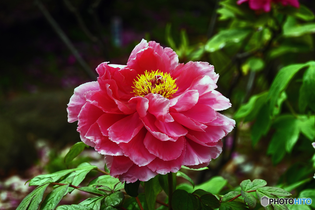 ボタンはいかがでしょうか