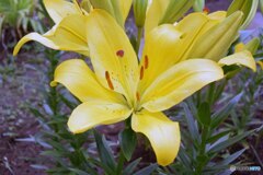 散歩中に見つけた花