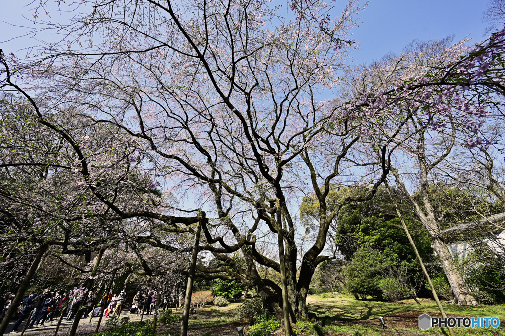 六義園のしだれ桜