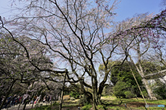 六義園のしだれ桜