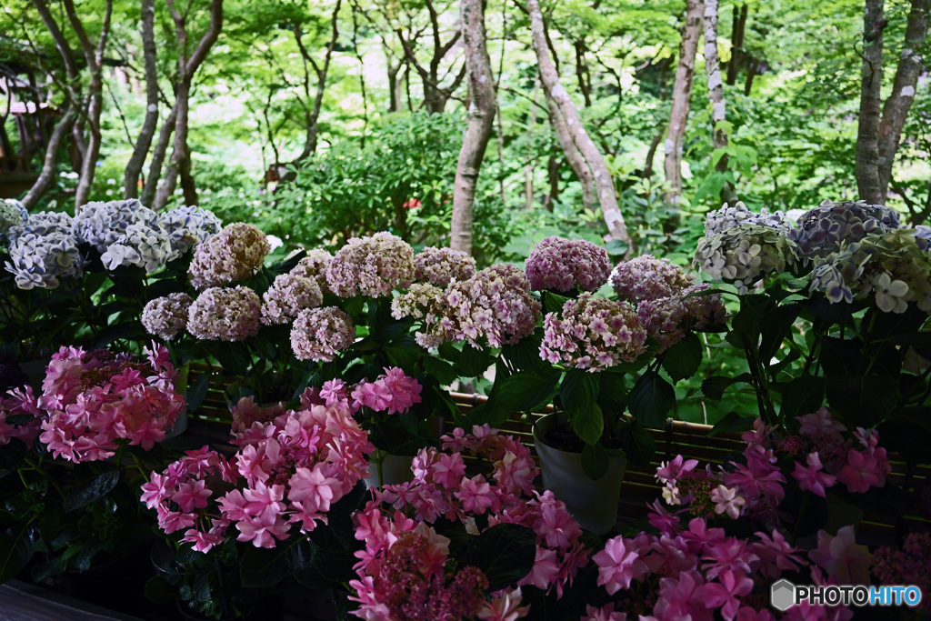 一条恵観山荘　庭園の部