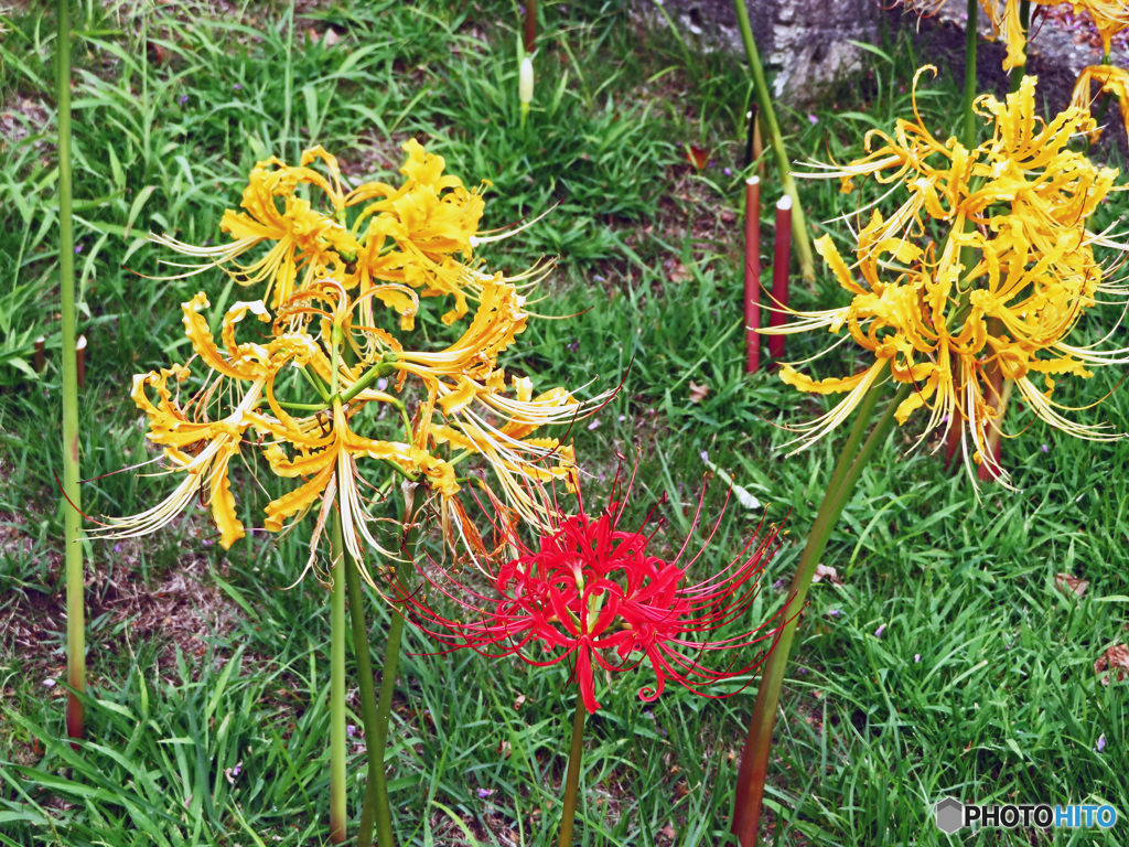 黄色と赤の彼岸花
