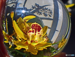 クリスタルボールの撮影