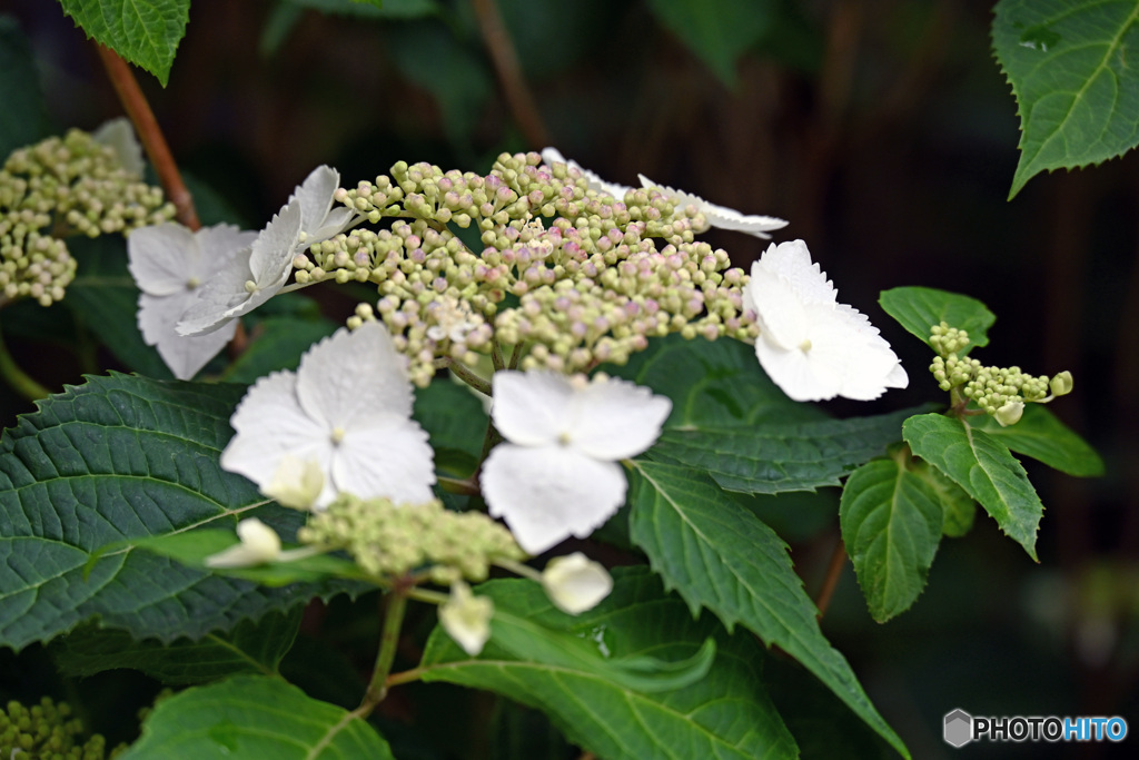 散歩中に見つけた花