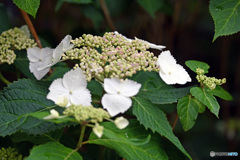 散歩中に見つけた花