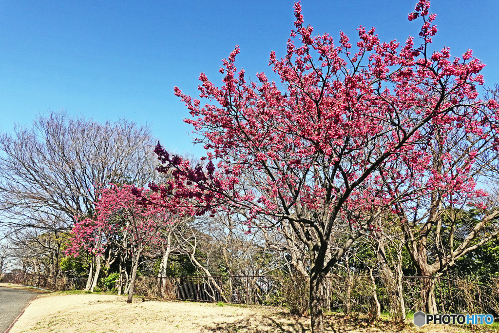本牧の河津桜