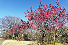 本牧の河津桜