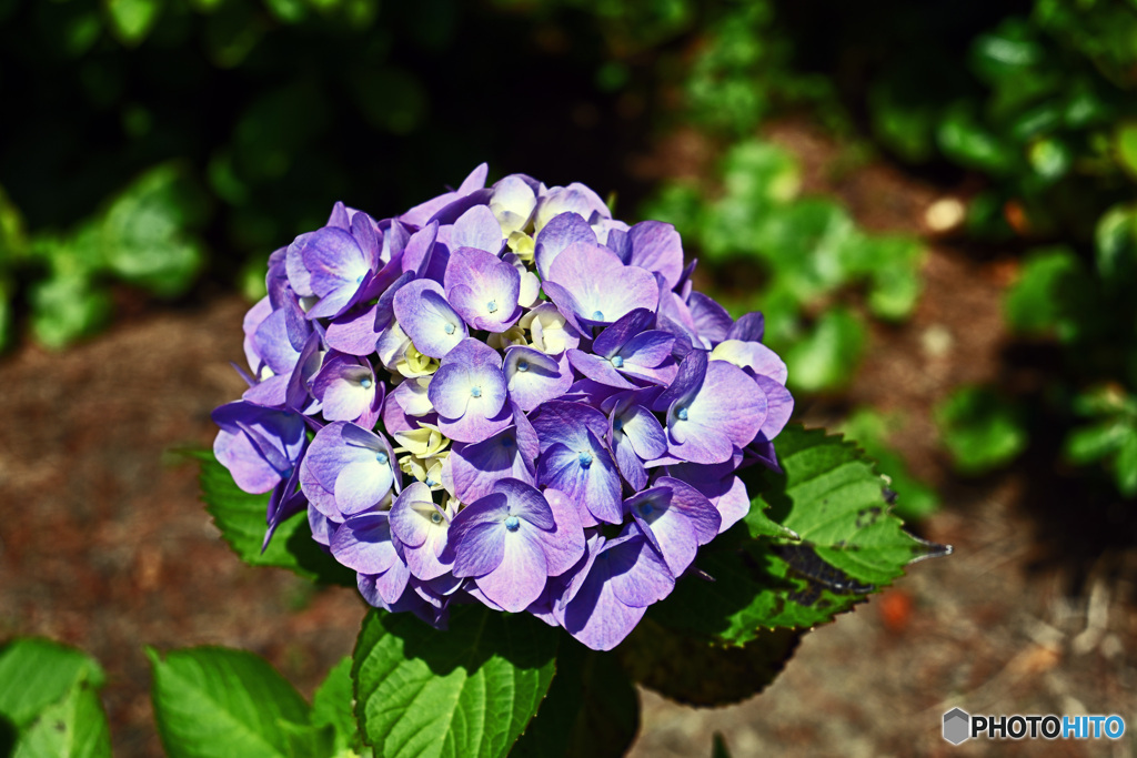 八景島のアジサイ
