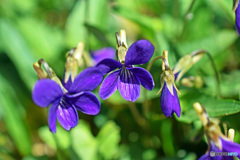 スミレの花咲くころ～～