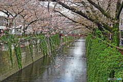 【サクラ散る目黒川沿い】