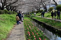休日の散歩道