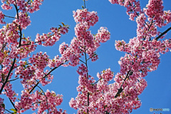 本牧の河津桜