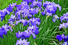 花撮り散歩