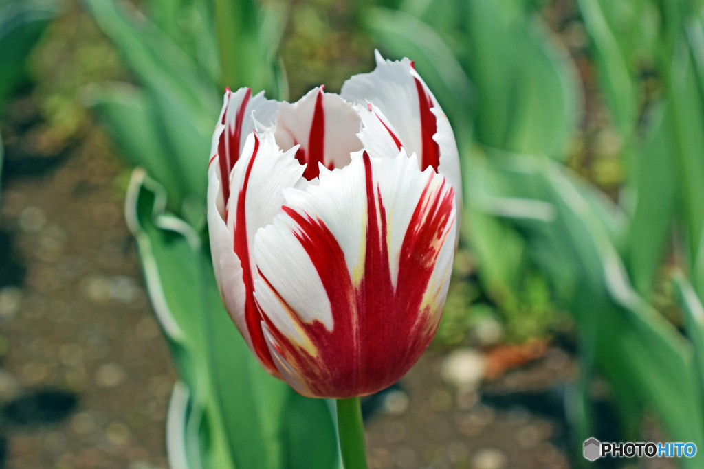 春ですね～チューリップはいかが