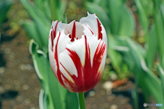 春ですね～チューリップはいかが