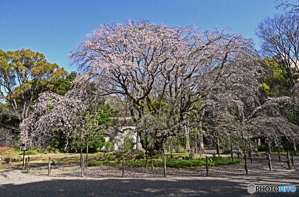 六義園しだれ桜