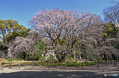 六義園しだれ桜