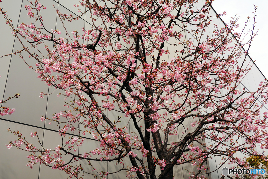 銀座の桜